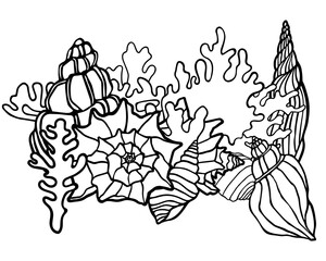 Drawing with outline seashells. Contour with sea clams. Line art with shellfish, nautical texture. Hand drawn print with a beach theme. Marine graphic illustration for coloring book with sea life.