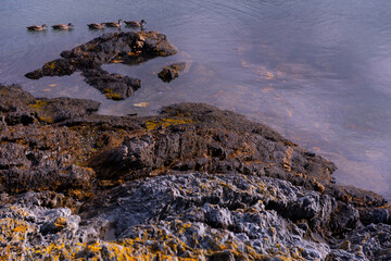 rocks in the lake. whit ducks