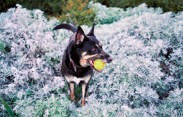 Portrait of a dog in the park with white and green plants in the background, with a tennis ball in his mouth