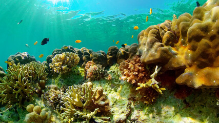 Underwater Tropical Reef View. Tropical fish reef marine. Soft-hard corals seascape. Philippines.