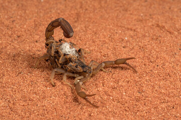 Scorpion carries its baby on its back