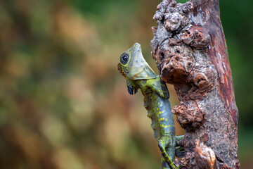 Angle head lizard hanging on a tree