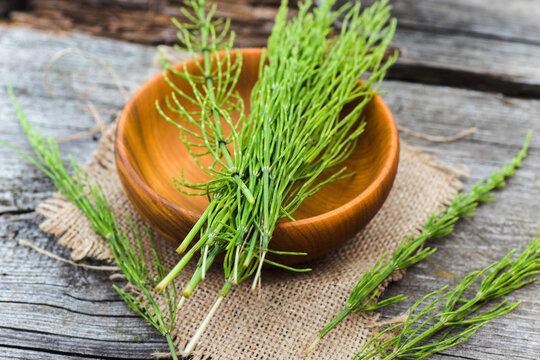 Freshly cut fresh flowers fresh Equisetum arvense, field horsetail or common horsetail.
