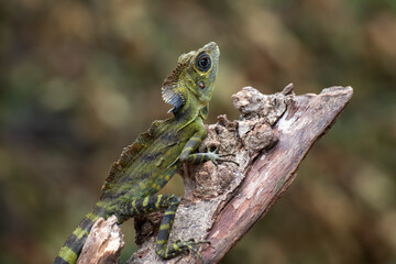 Angle head lizard hanging on a tree
