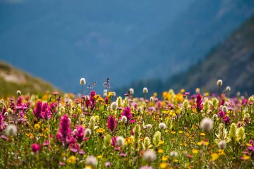 Foto op Canvas Wildflowers in the Colorado mountains near Silverton © Newman Photo