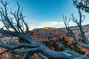 Barren tree branches and scenic view of Bryce Canyon