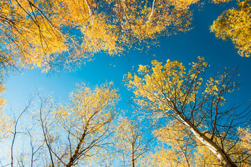 Jesienne drzewa, brzozy.  Autumn trees, birches. © photogam