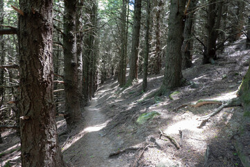 Track through plantation of old pine trees