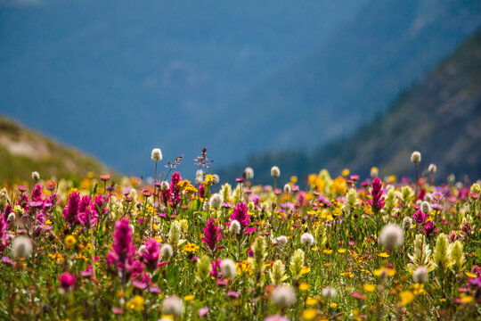 Wildflowers in the Colorado mountains near Silverton