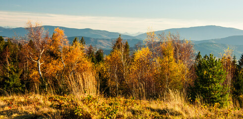 Fototapeta premium Pejzaż z jesiennymi drzewami w górach. Landscape with autumn trees in the mountains (Beskid Mały).