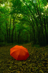Walking and enjoying on the love way and forest in autumn season with red umbrella and with beautiful background