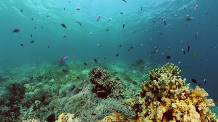 Fototapeta na wymiar Coral reef and tropical fishes. The underwater world of the Philippines.