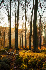 Pejzaż z jesiennymi drzewami w górach. Landscape with autumn trees in the mountains (Beskid Mały).