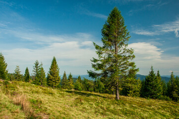 Pejzaż górski latem. Mountain landscape in summer (Gorce).