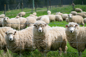 Obraz premium Flock of sheep