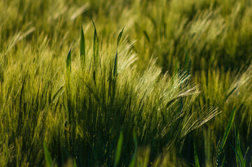 Wiosenna łąka, trawy i zboża. Spring meadow, grasses and cereals. © photogam