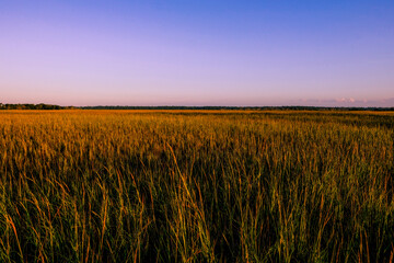 Grasslands at dusk along the Georgia Coast