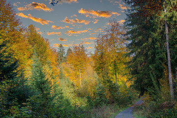 walk in the beautifully colored autumn forest