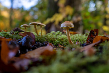 mushrooms in the autumn forest on moss with leaves