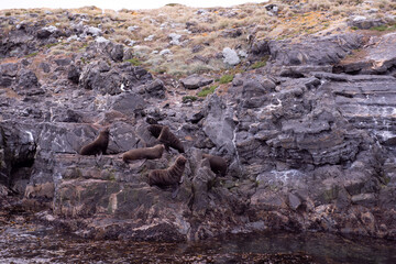 sea lions