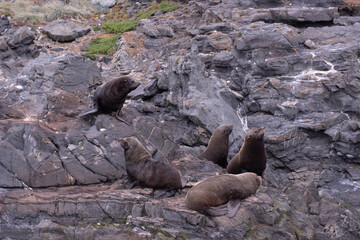 black sea lions