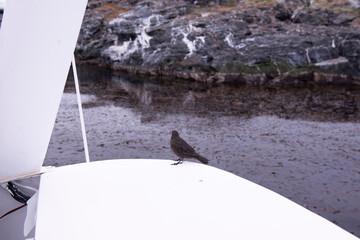 bird on a boat