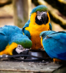 Macaw parrots feeding on seeds in the feeder
