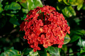 Fototapeta premium Flower