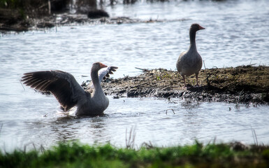 Two wild geese swimming on the cold lake