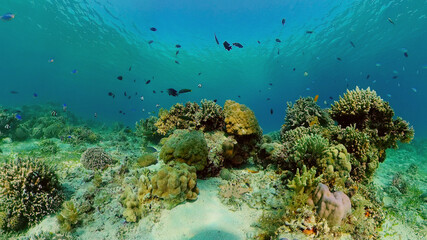 Naklejka na ściany i meble Colourful tropical coral reef. Scene reef. Marine life sea world. Philippines.