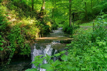 small stream in the green forest