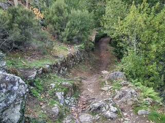 Camino