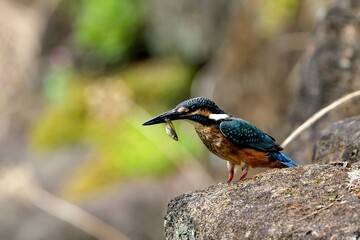 まるまる太った小魚をゲットしたカワセミ幼鳥