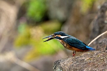 まるまる太った小魚を食べるカワセミ幼鳥