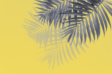 Fototapeta na wymiar Illuminating yellow and ultimate gray - trendy colors of the year 2021. Vivid abstract background with grey palm leaves and copy space for text. Tropical concept and design element