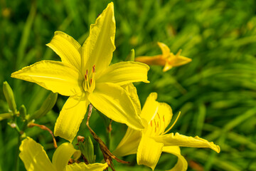 beautiful flower of a plant in a park