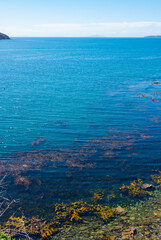 Fototapeta na wymiar Coastal water with swirling seaweed and giant yellow kelp