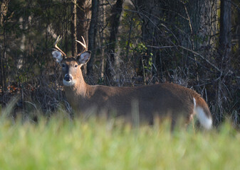 Young Buck in the Woods