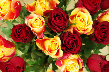 Close up of roses flowers. Red and yellow roses. Roses background. 