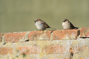 sparrowsperched on a wall      