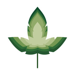 plan with five leaves of green color over a white background