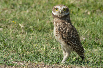 Burrowing owl on the grass field                                                     