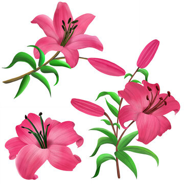 Conjunto de aquarela de l&iacute;rios, ilustra&ccedil;&atilde;o desenhada &agrave; m&atilde;o de flores isoladas em um fundo branco.