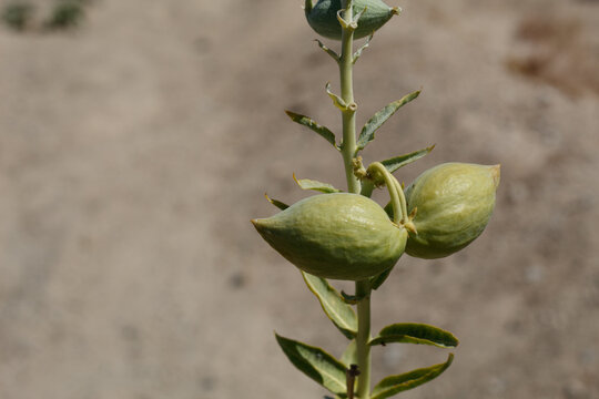 Immature Green Dehiscent Follicle Fruit Of Desert Milkweed, Asclepias Erosa, Apocynaceae, Native Androgyne Herbaceous Perennial In The Margins Of Twentynine Palms, Southern Mojave Desert, Summer.