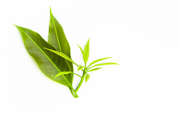 Mango leaves isolated on white background.