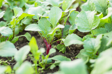 Fototapeta premium Purple ripe radish on bed among green haulm. Growing organic vegetables without gebicides.