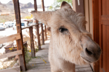 Fototapeta premium close up of mule 