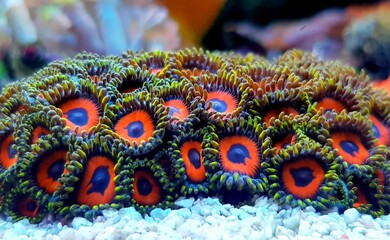 Zoanthus polyps small colony in reef aquarium 