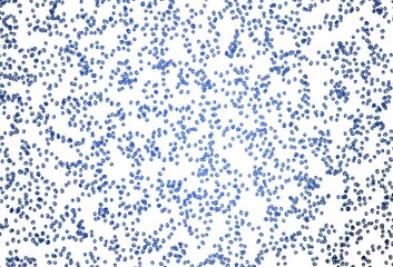 Light BLUE vector background with bubbles.