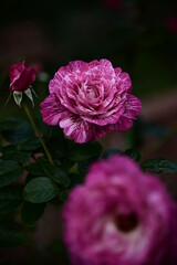 Dec 10, 2020. The photo was taken at the Chrysanthemum Exhibition in Taipei Shilin Official Residence, Taipei, Taiwan. Focus on the foreground rose against the blurred background.